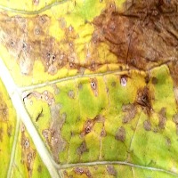 Tobacco leaf disease detection project thumbnail