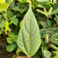 Mango leaf disease project thumbnail