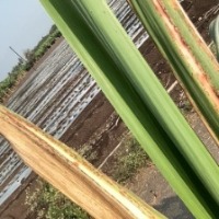 Sugarcane Leaf Disease detection project thumbnail