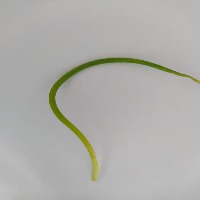 onion disease leaf project thumbnail