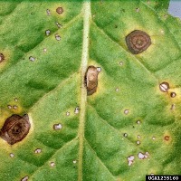 Tobacco Leaf disease detection project thumbnail