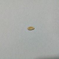 Seeds project thumbnail
