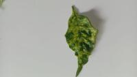 Deteksi-penyakit-daun-cabai project thumbnail
