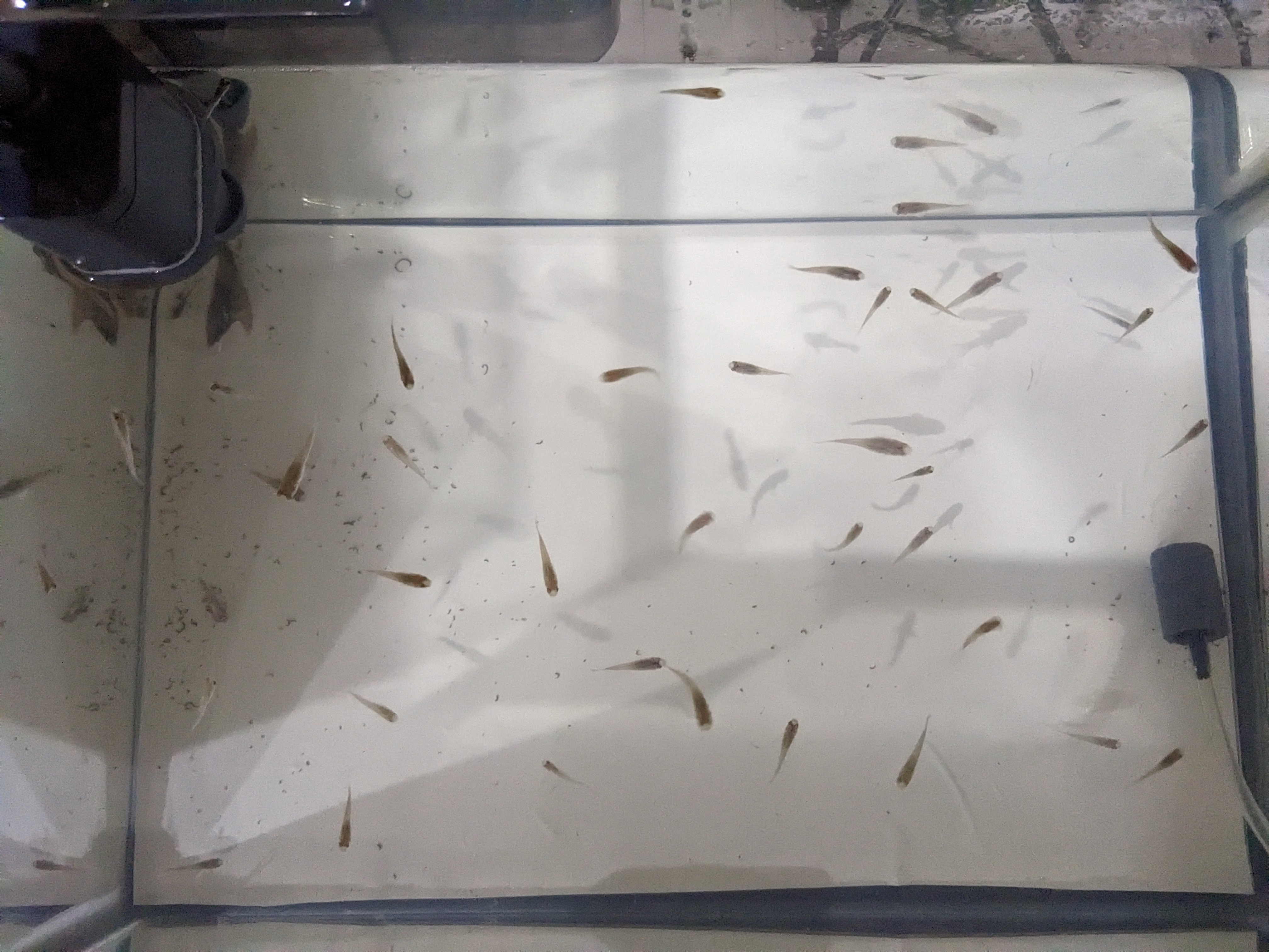Sprwn Fish FISH SPAWN Object Detection Model by FISH SPAWN