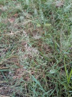 Capstone Project - Grass Species project thumbnail
