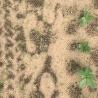 Weed detection project thumbnail