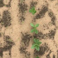 Weed detection project thumbnail