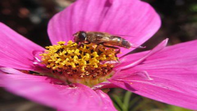 bee vs wasp Object Detection Dataset by 20108