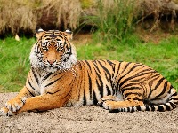 animal-intrusion-detection project thumbnail