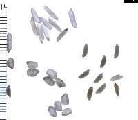 rice detection project thumbnail