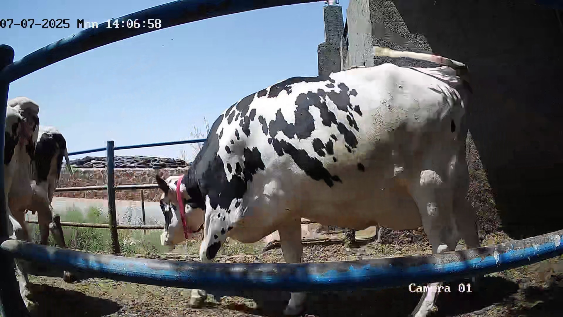 best cow Object Detection Dataset by amir