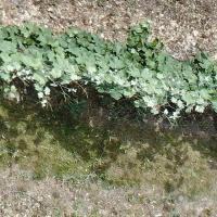 Vineyard gap detection project thumbnail