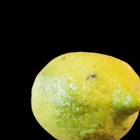 lemon detection project thumbnail