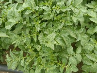 potato_leaf_classification project thumbnail