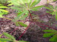 Cassava Crop disease detection project thumbnail