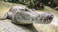 reptil detection google project thumbnail