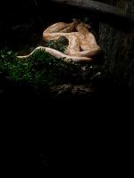 deteksi_reptil_6kelas project thumbnail