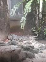 reptil detection project thumbnail