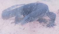 deteksireptil project thumbnail