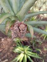 Pineapple Disease Detection project thumbnail