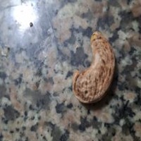 cashew_classification_v2 project thumbnail