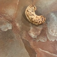 cashew_classification project thumbnail