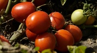 TOMATO project thumbnail