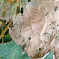 Cucumber leaf project thumbnail