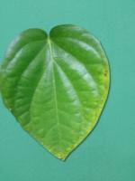 Plant Leaf Disease Detection  project thumbnail