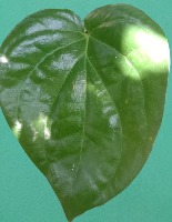 Betel Leaf Disea project thumbnail