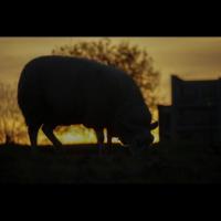 smart-orchard-surveillance-wer6q project thumbnail