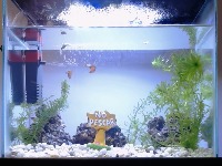 Guppy-fish-Aquarium project thumbnail