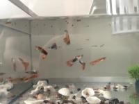 myfish project thumbnail