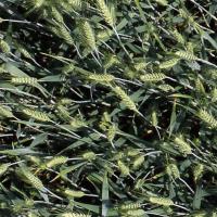 global-wheat-detection project thumbnail
