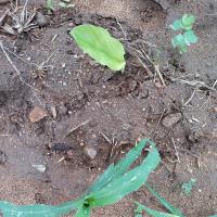 turmeric-and-maize project thumbnail