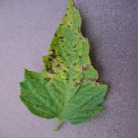 Dataset Image