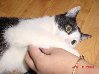 Dataset Image