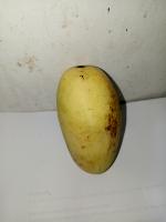 Mangoes project thumbnail