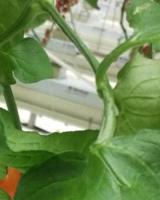 tomatoes project thumbnail