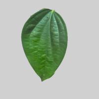 piper-nigrum-leaf-disease project thumbnail