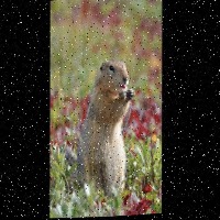 Dataset Image