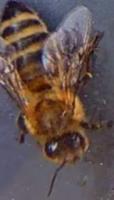 Varroa Infection Classifier project thumbnail
