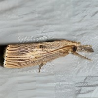 Rice Insect project thumbnail