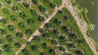 Oil Palm Detection project thumbnail