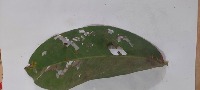 Java Apple Leaf Dataset project thumbnail