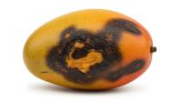 carabao-mango-dataset-w-o-dl-img project thumbnail