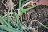 Weed And Crop Detection project thumbnail