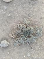 Latest Weed Detection project thumbnail