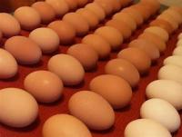 Egg Quality Grading project thumbnail