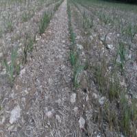 Farmland_Segment_1 project thumbnail